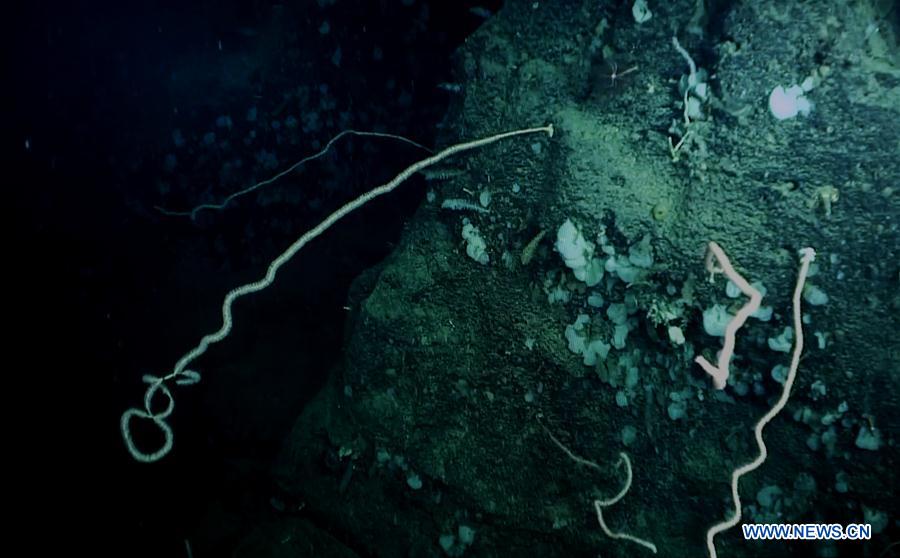 Científicos descubren un coral de agua fría en la meseta Ganquan del Mar Meridional de China