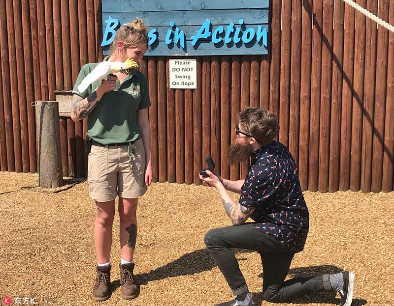 Momento adorable en el que un joven propone matrimonio a su novia con un loro. La cuidadora de animales Charlie Simpson, de 27 años, quedó atónita cuando su novio le propuso matrimonio en medio de un espectáculo de loros en Woburn Safari Park, Reino Unido, el 15 de mayo de 2018. [Foto / IC]