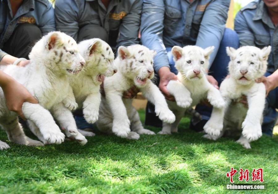 Quintillizos cachorros de tigre de la nieve son presentados al público en Jinan