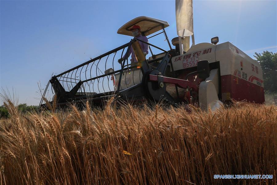 Gran cosecha de trigo ha llegado en China