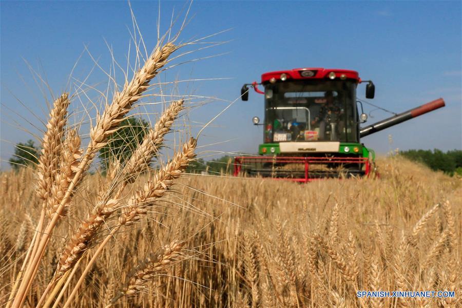 Gran cosecha de trigo ha llegado en China