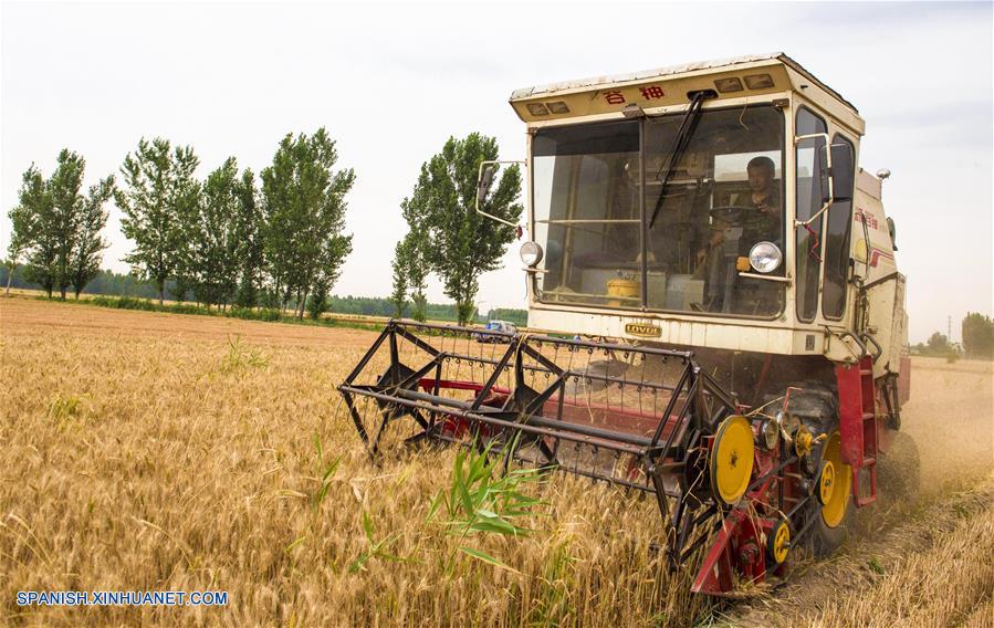 HEBEI, junio 8, 2018 (Xinhua) -- Una segadora cosecha el trigo, en la villa de Beiyangzhuang en el condado de Zaoqiang, provincia de Hebei, en el norte de China, el 8 de junio de 2018. (Xinhua/Li Xiaoguo)