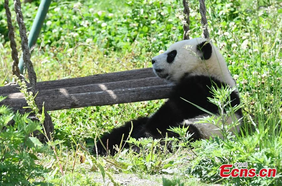 Un panda gigante disfruta del sol