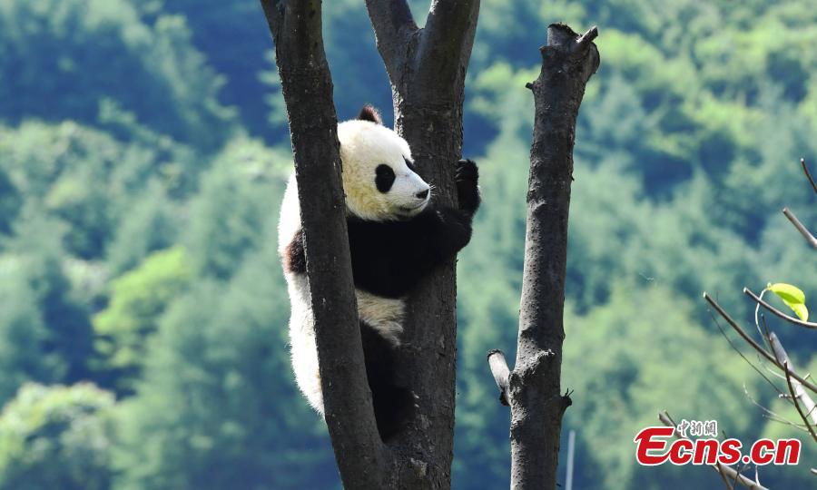 Un panda gigante disfruta del sol