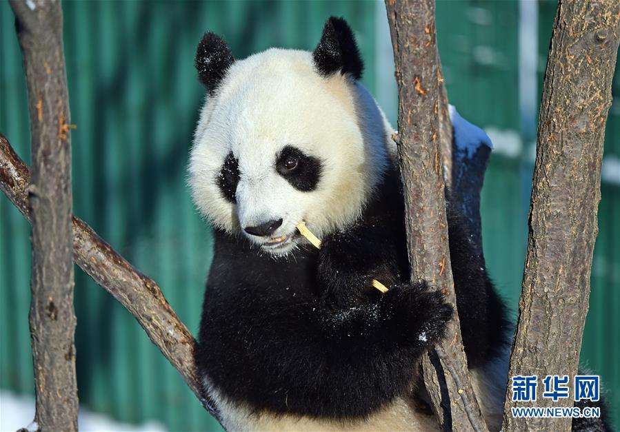 Análisis de ADN revela un linaje distinto de panda antiguo en el sur de China