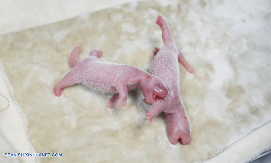 Nacen crías gemelas de panda macho y hembra en suroeste de China