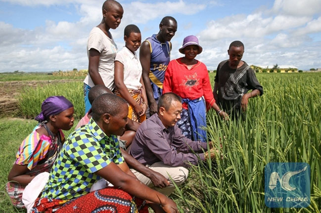 Granja de demostración dirigida por expertos agrícolas chinos en Tanzania. [Foto: Xinhua]