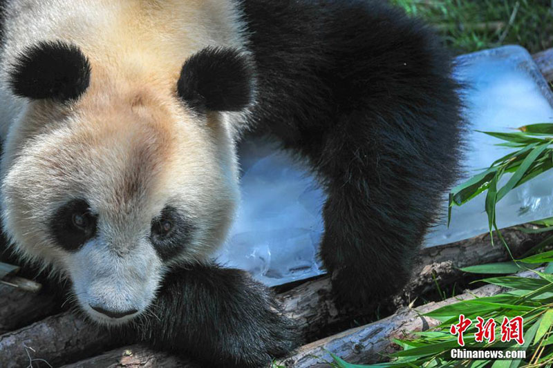 Zoológico chino ayuda a los pandas gigantes a vencer el calor del verano