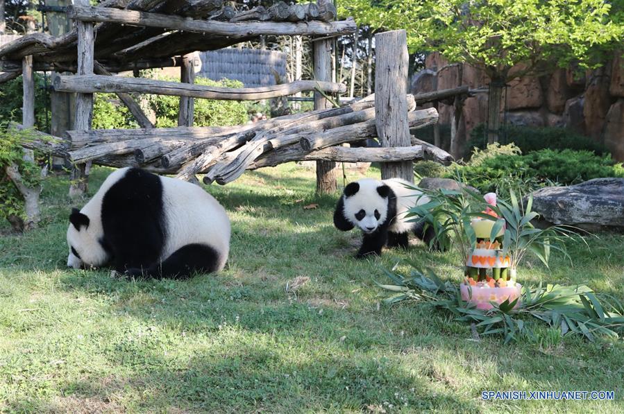 El cachorro de panda gigante "Yuan Meng" (d) se acerca a su tarta de cumpleaños durante la ceremonia de celebración de su cumpleaños llevada a cabo en el parque zoológico ZooParc de Beauval, en Saint-Aignan, Francia, el 4 de agosto de 2018. (Xinhua/ZooParc de Beauval)