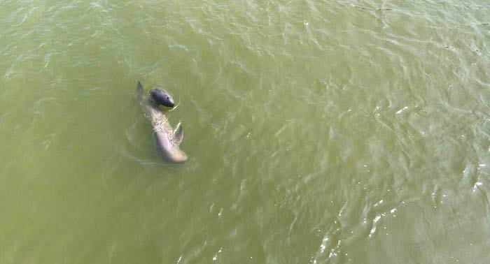 Dos marsopas del Yangtze nadan en la Reserva Natural Nacional de Delfines de Río, Anhui. (Foto: Yang Yang/Pueblo en Línea)