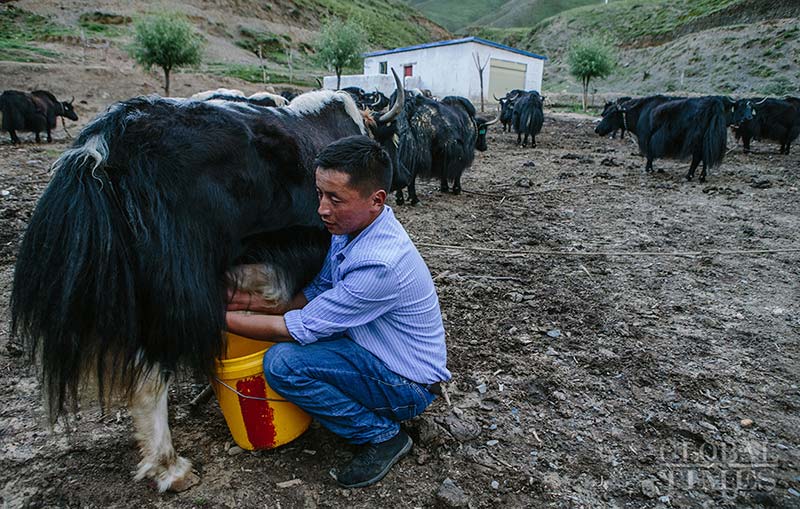 Un tibetano ordeña un yak. Región Autónoma del Tíbet, China, 14 de agosto del 2018. (Foto: Li Hao/ GT)