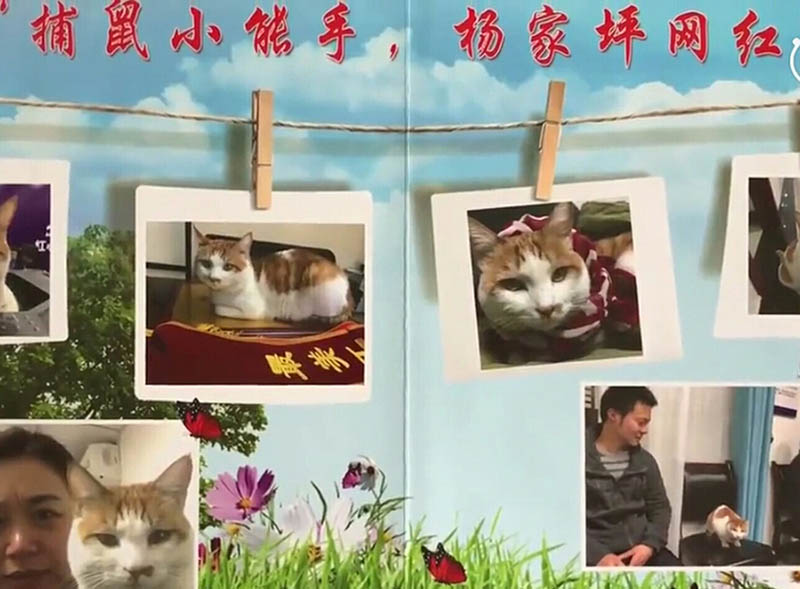 Una oficina recluta a un gato para cazar ratas y mediar con el público