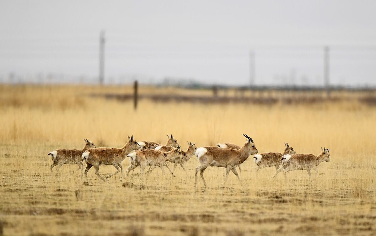 Investigadores chinos registran número récord de gacelas en peligro de extinción en noroeste China