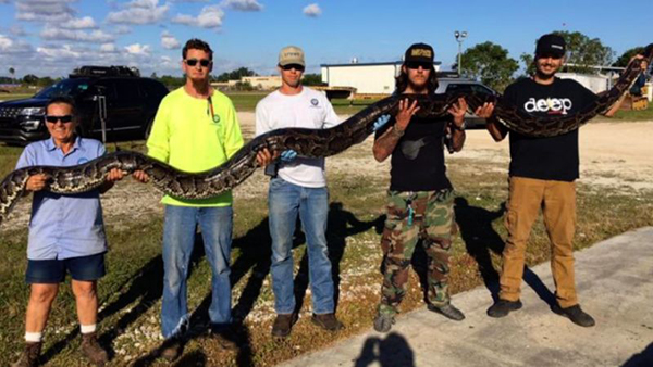 Una súper serpiente amenaza los Everglades de Florida