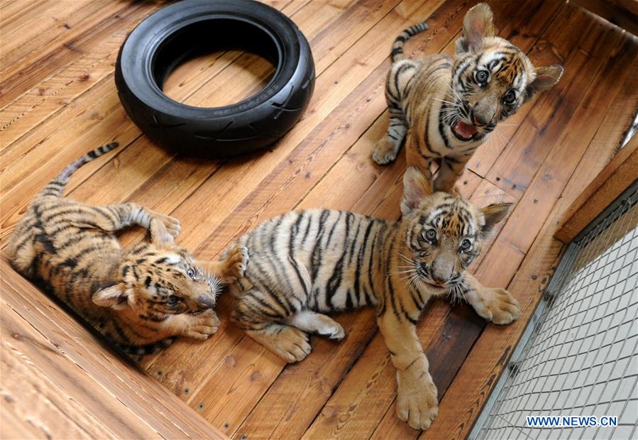 Tres cachorros de tigre juegan en la base de cría en Suzhou