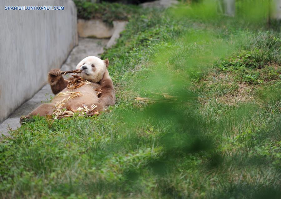 Raro panda marrón y blanco en Xi'an, Shaanxi
