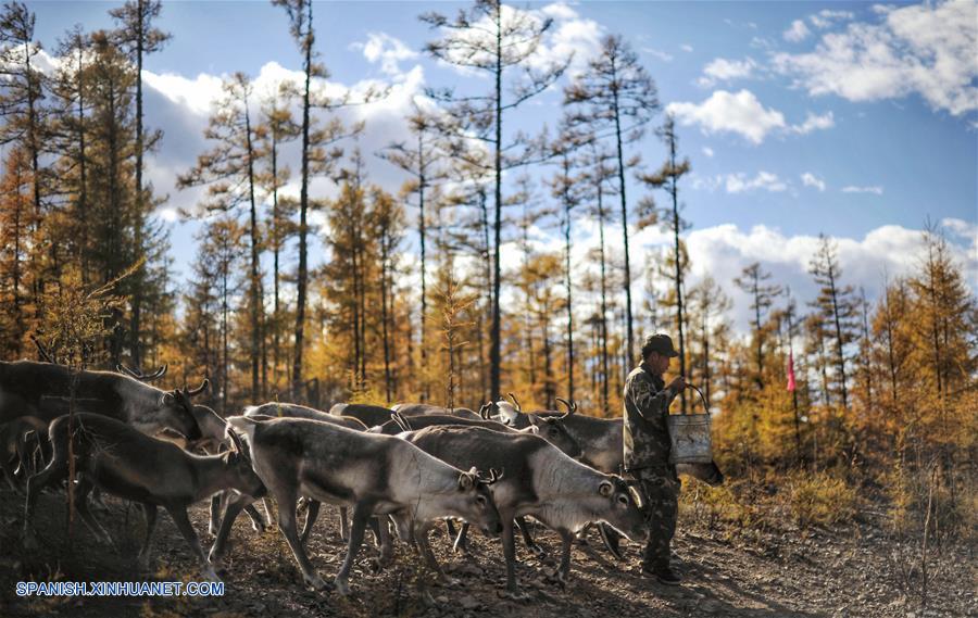 Visión: Finca Forestal Yue'anli en la Región Autónoma de Mongolia Interior