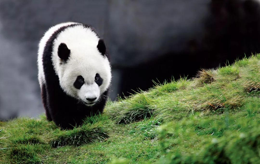 Fotógrafo de 64 años dedica 26 años a documentar la vida de los pandas gigantes