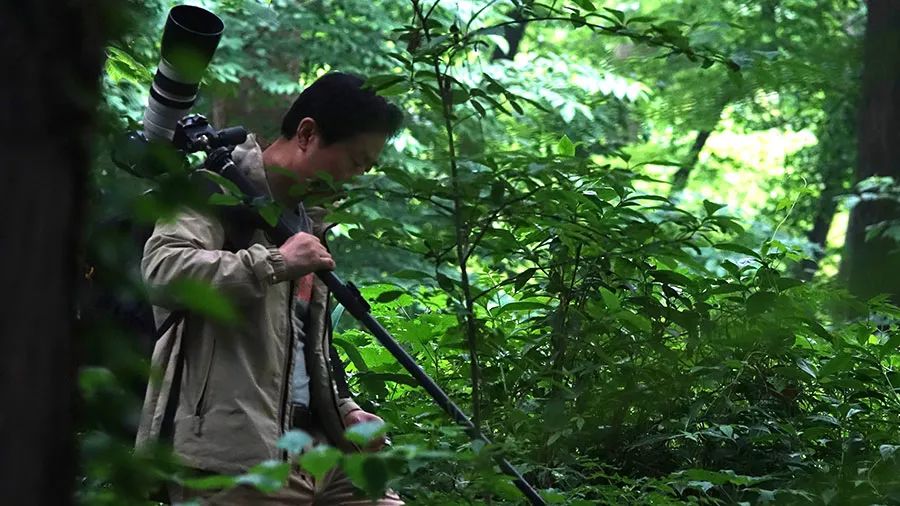 Fotógrafo de 64 años dedica 26 años a documentar la vida de los pandas gigantes