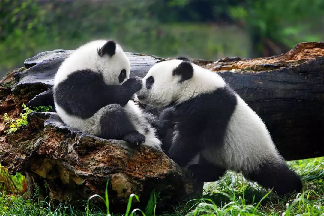 Fotógrafo de 64 años dedica 26 años a documentar la vida de los pandas gigantes