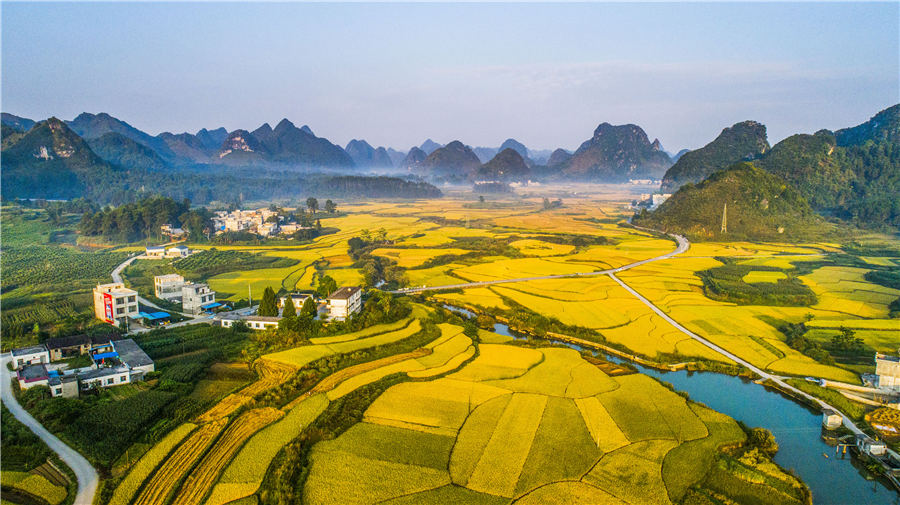 Campos de arroz de otoño en el suroeste de China