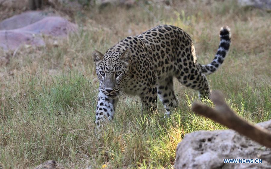 Leopardo persa del Parque Safari Ramat Gan de Israel