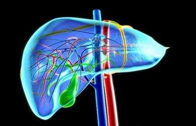 Científicos chinos desarrollan un tratamiento más eficaz contra el rechazo del trasplante de hígado