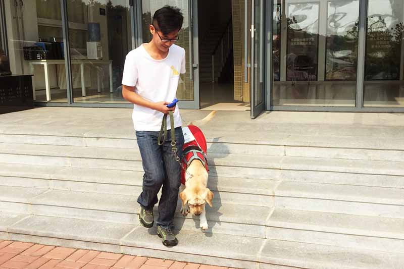 Un especialista trabaja con Elsa, un perro guía que preparan para servir a los discapacitados visuales, Centro de Entrenamiento de Perros Guía de China, ubicado en la Universidad Médica de Dalian, provincia de Liaoning, 13 de octubre del 2018. [Foto: Xu He]