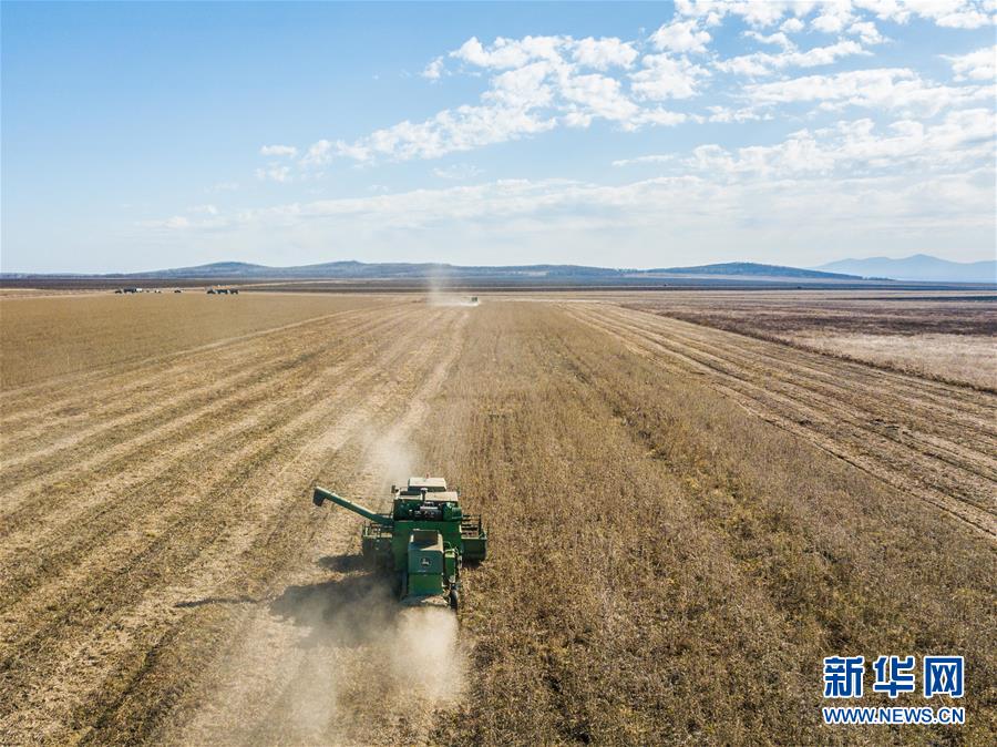 La cosechadora opera en una granja de soja cerca de la ciudad de Birobidzhan, en el Óblast Autónomo Hebreo de Rusia (foto tomada el 19 de octubre). Agencia de noticias Xinhua, reportero Zhang Ruoxuan.