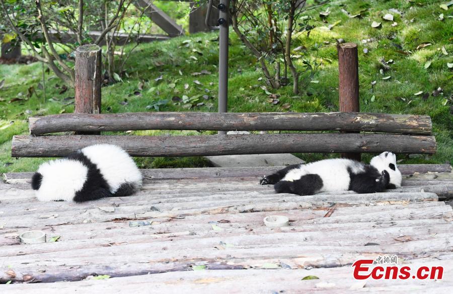 Los pandas gigantes disfrutan del otoño en Chengdu