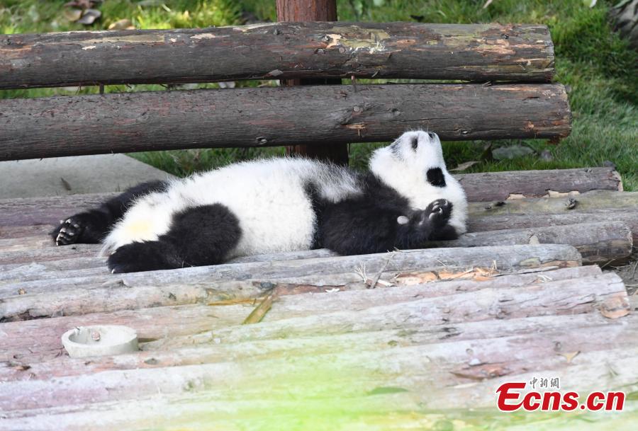 Los pandas gigantes disfrutan del otoño en Chengdu