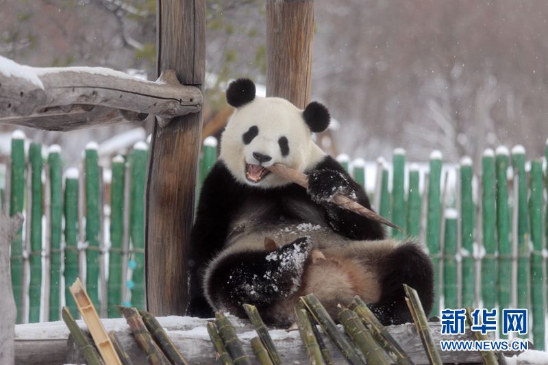 Los pandas gigantes disfrutan de la nieve en la zona más septentrional de China