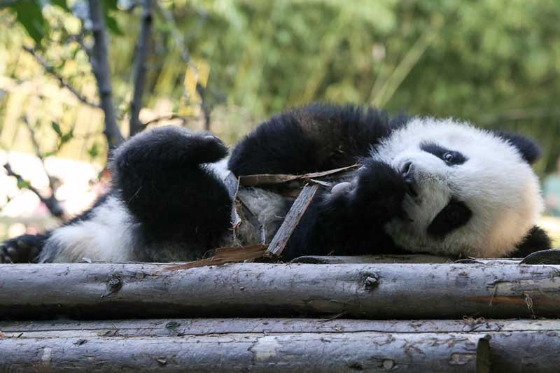 Un criador Base de Investigación y Cría del Panda Gigante de Chengdu, en la provincia de Sichuan se encarga de un panda recién nacido. [Foto: Chen Cheng/ Chinadaily.com.cn] 