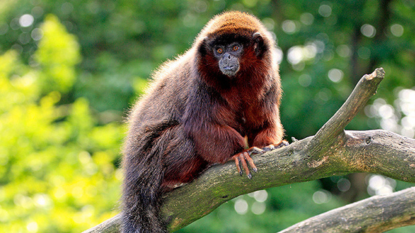 El ADN ancestral despeja el enigma del extinto mono del Caribe