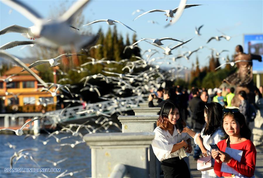 Personas observan gaviotas de pico rojo en Lago Dianchi en Kunming
