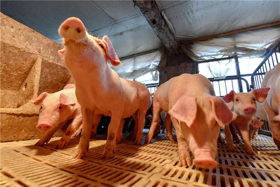 China reporta nuevos casos de peste porcina africana