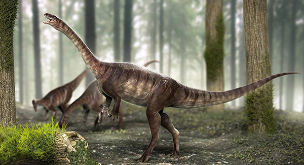 El azar permite encontrar al dinosaurio de cuello largo más antiguo del planeta