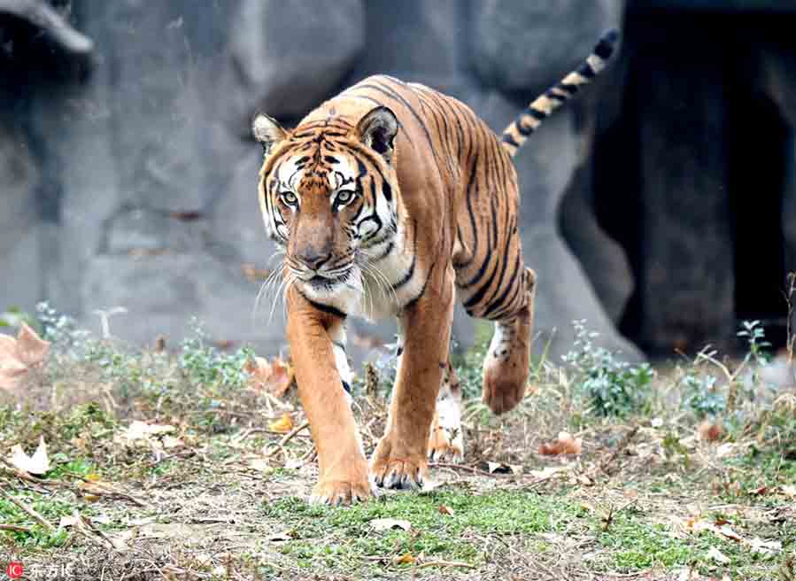 Un tigre del Sur, especie endémica que está en peligro de extinción y que ya no existe en estado salvaje, camina en el Zoológico de Wangcheng, Luoyang, provincia de Henan, 17 de agosto del 2018. [Foto: IC]