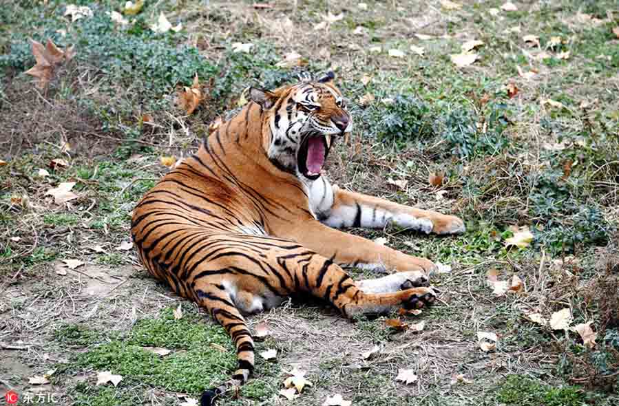 Un tigre del Sur, especie endémica que está en peligro de extinción y que ya no existe en estado salvaje, bosteza en el Zoológico de Wangcheng, Luoyang, provincia de Henan, 17 de agosto del 2018. [Foto: IC]