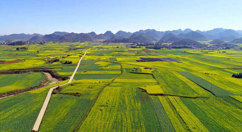 Una vista aérea muestra los infinitos campos de flores de colza en el condado Luoping de la provincia de Yunnan, suroeste de China. [Foto por Mao Hong / para chinadaily.com.cn]
