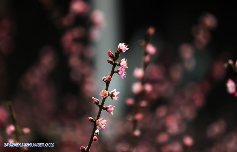 Shandong: Vista de las flores de durazno en un invernadero duraznero