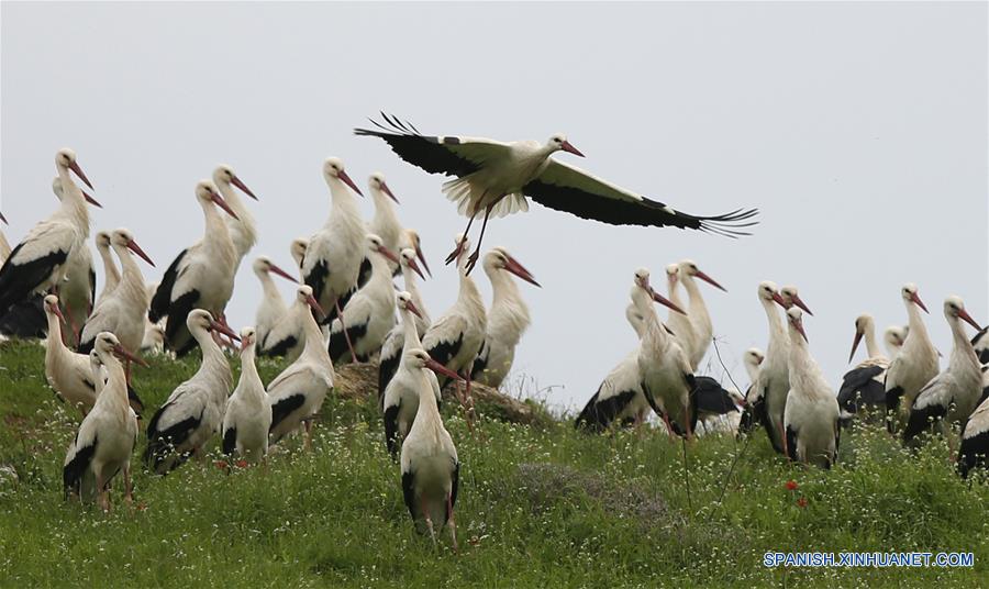 Cigüeñas blancas durante su migración