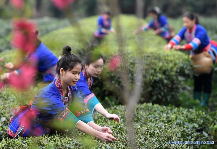 Recolectan hojas de té en Guangxi