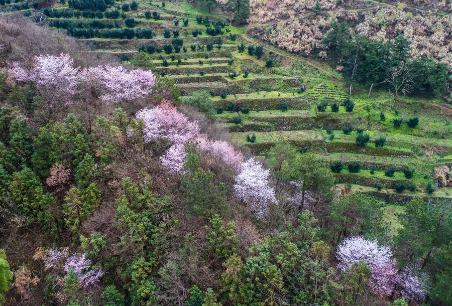 Flores de cerezo en Zhejiang