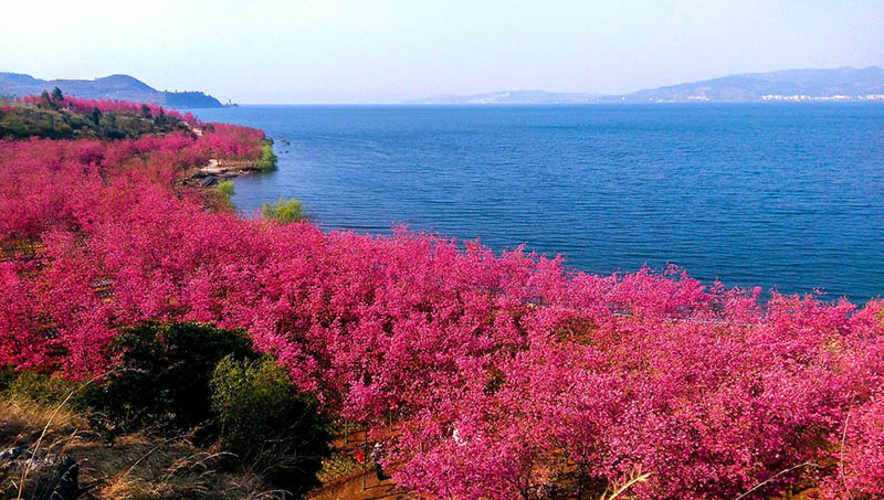 Los cerezos en flor impresionan en el Lago Fuxian