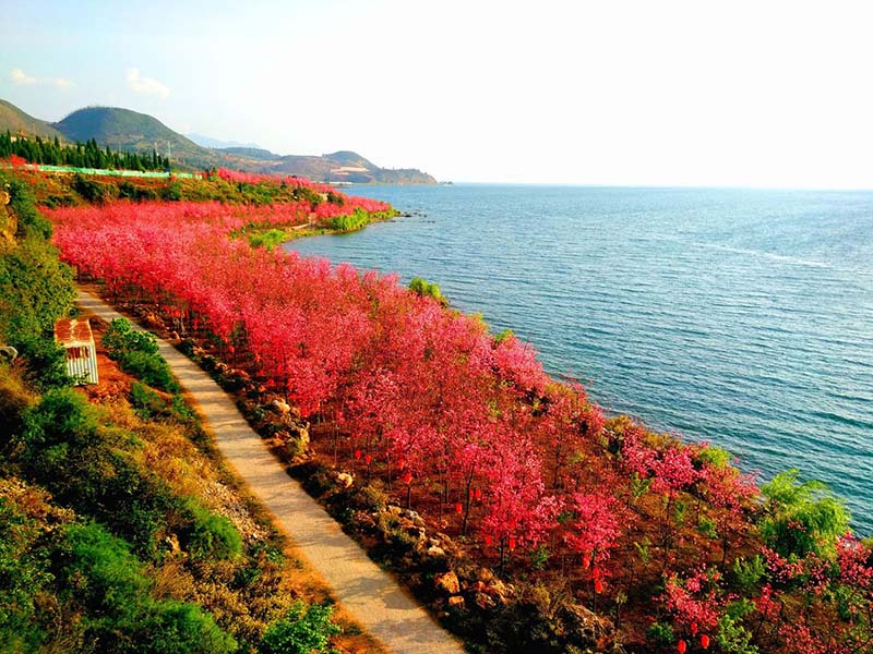 Cerezos en plena floración embellecen el Parque del Lago Fuxian, en Chengjiang, provincia de Yunnan, marzo del 2019. [Foto: proporcionada a chinadaily.com.cn]