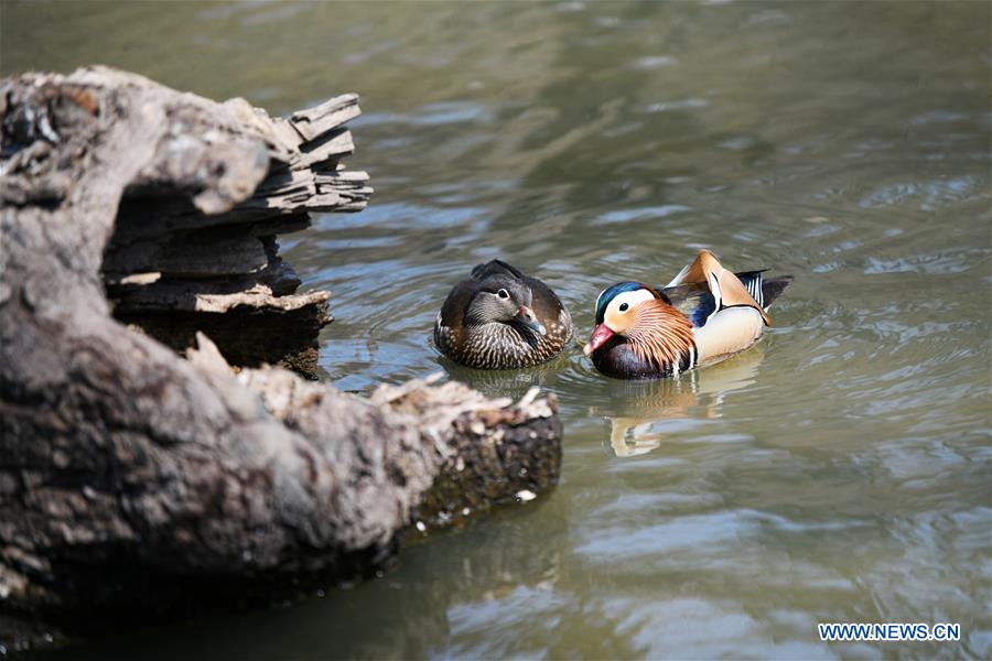 Patos mandarines nadan en el Parque Zhaolin de Harbin