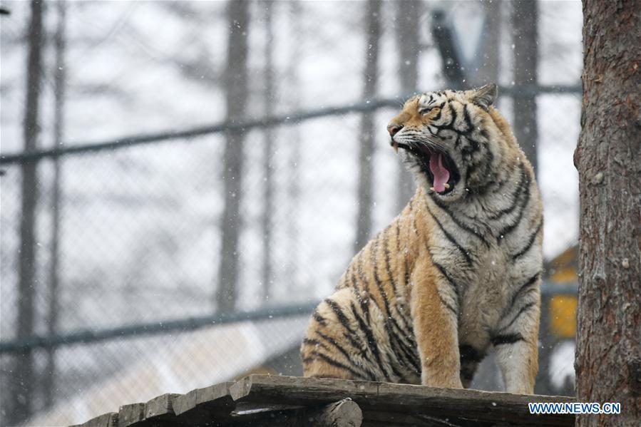 En fotos: los tigres siberianos de Hailin en Heilongjiang 