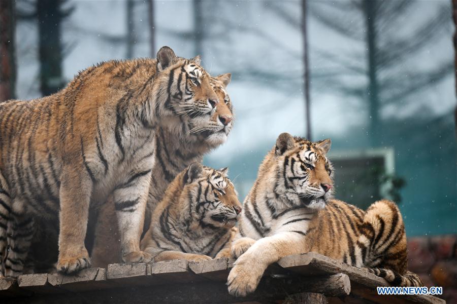 En fotos: los tigres siberianos de Hailin en Heilongjiang 