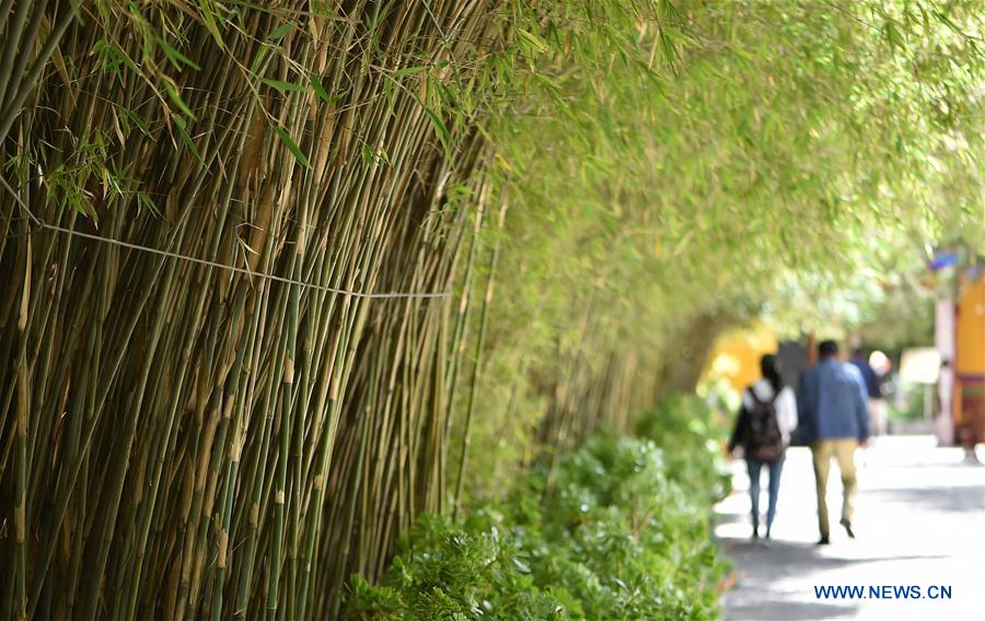 Norbu Lingka: el jardín del tesoro de Lhasa